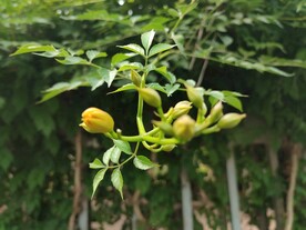 凌霄花