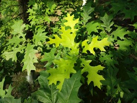 栎树