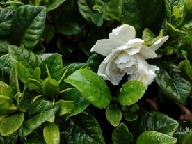 栀子花