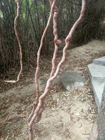 藤条