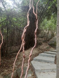 树之滕