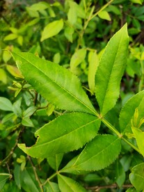清晰的叶子