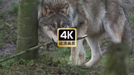 动物素材树林里的豺狼