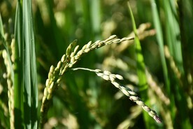水稻