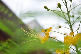 盛开的花朵