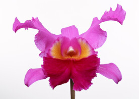 蝴蝶兰鲜花