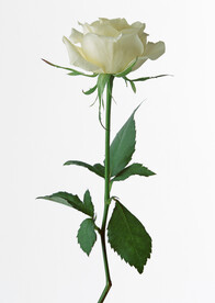 玫瑰花