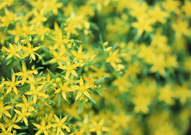 黄色的满天星鲜花