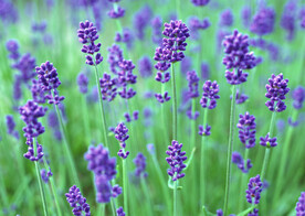 薰衣草