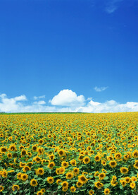 葵花