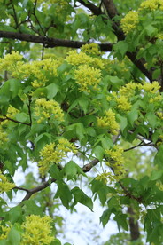 枫树花 