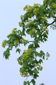枫树花
