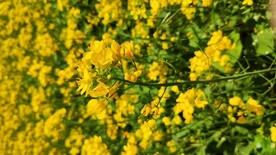 黄色油菜花