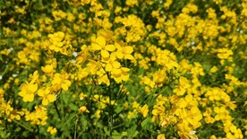 油菜花