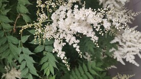 珍珠梅