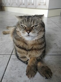 猫动物 