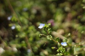 开花 春天  