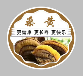 桑黄