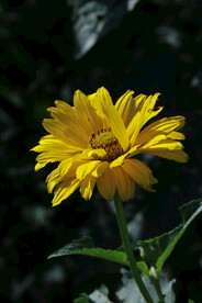 日光菊 