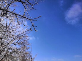 冻雨树枝