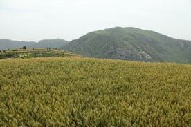 寨东村风景
