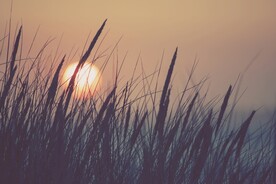 芦苇黄昏