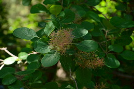 黄栌花