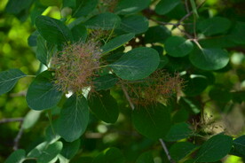 黄栌花 