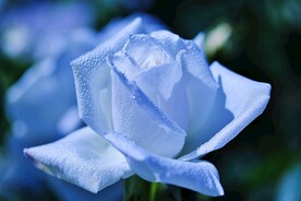 玫瑰花