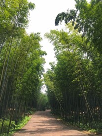 蜀南竹海