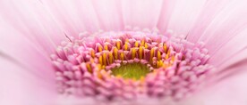 非洲菊