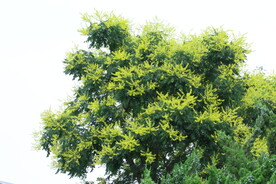 栾树花 