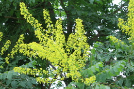栾树花 
