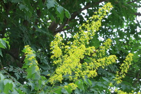 栾树花 