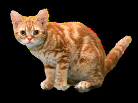 透明图层的猫