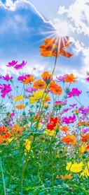 花花世界