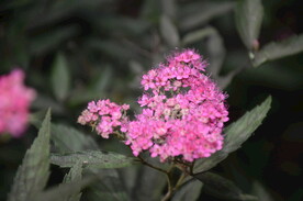 粉花绣线菊