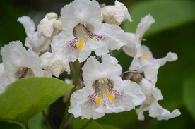 黄金树花
