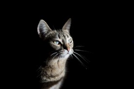 家猫