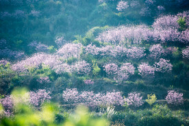 樱花林