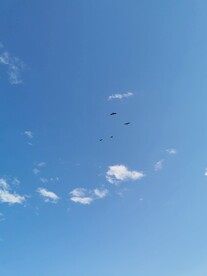 天空中的大水鸟