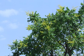 栾树花 