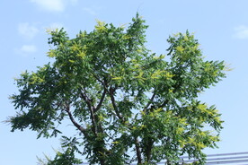 栾树花