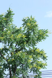 栾树花 