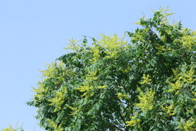 栾树花