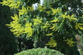 栾树花 