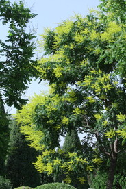 栾树花 