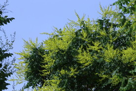 栾树花