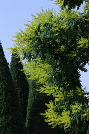 栾树花 
