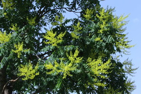 栾树花 